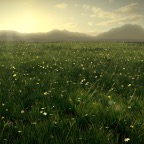 grass progress 4