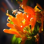 IMG_8780