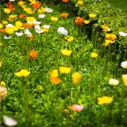 IMG_8885