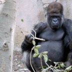 Gorilla